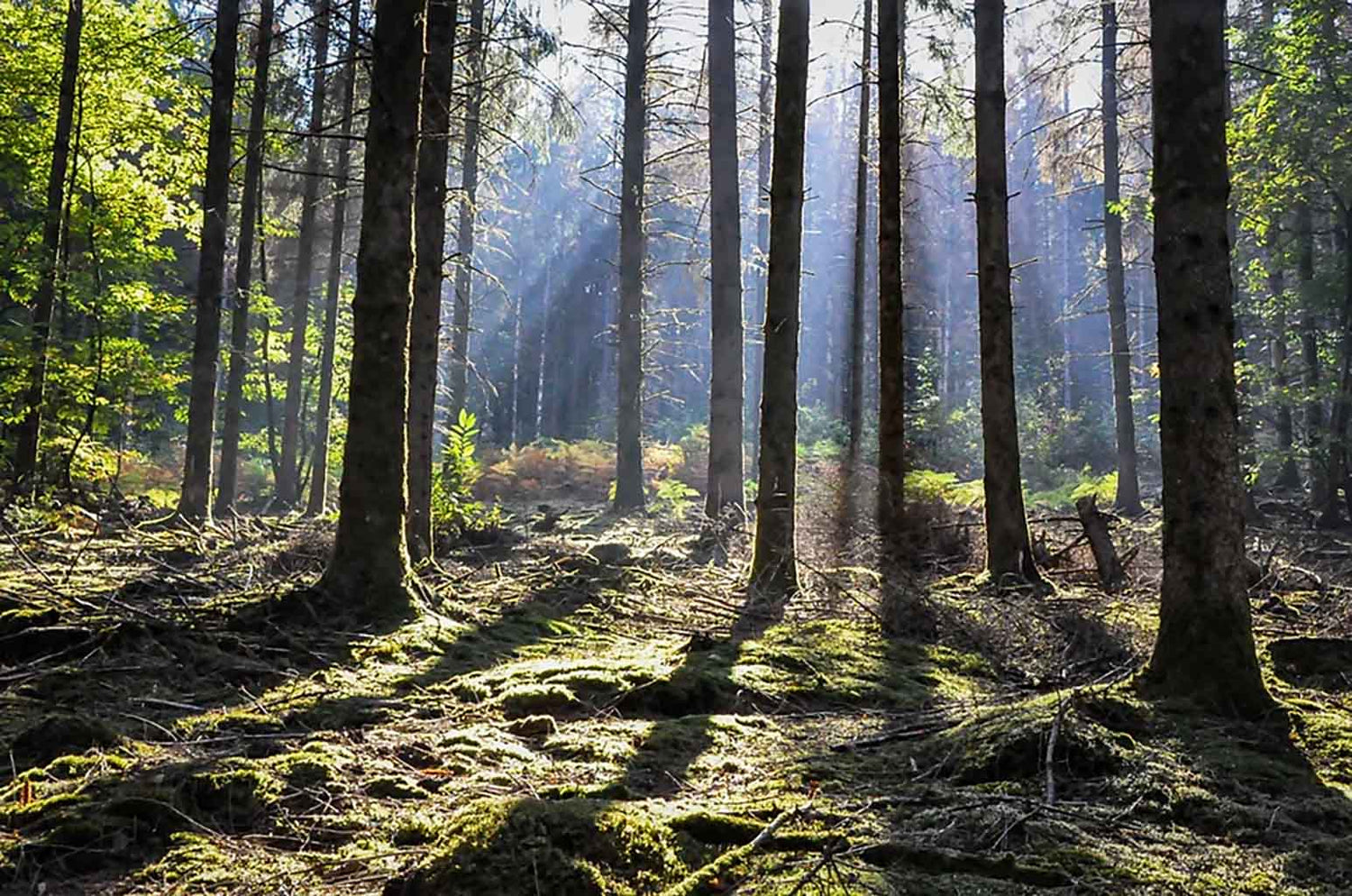 Zonlicht schijnt door de bomen in het bos. Liever Duurzaam.